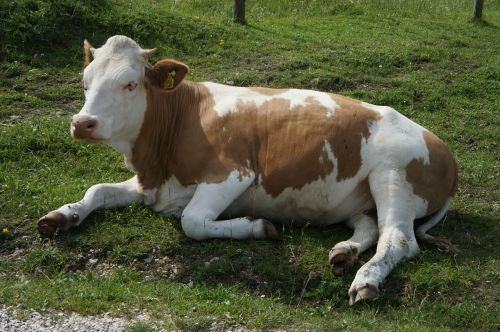 cow animal relaxed