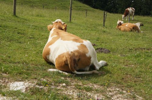 cow animal relaxed