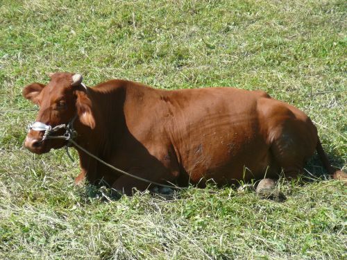 cow field agriculture