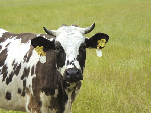 cow meadow horns