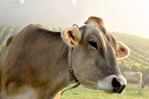 cow animal cows