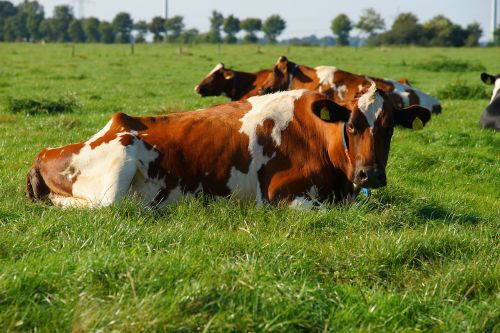 cow pasture beef