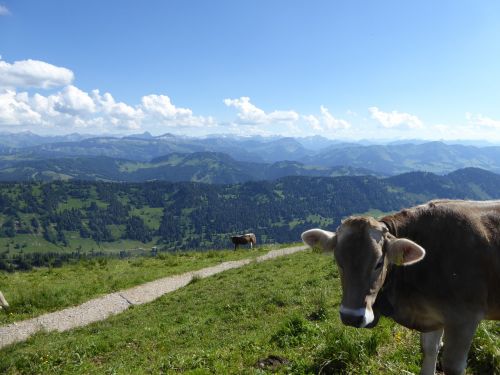 cow mountains allgäu