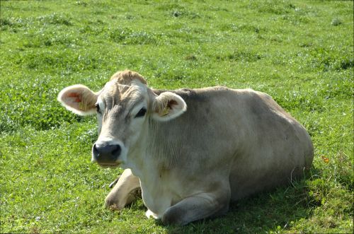 cow pasture agriculture