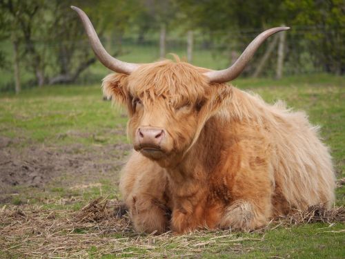 cow highland animal
