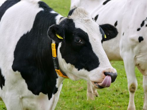 cow face tongue
