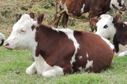 cow animal husbandry field