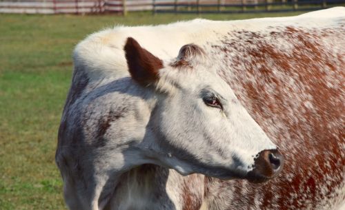 cow farm woodstock farm animal sanctuary