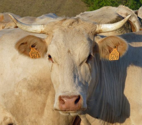 cow head cattle