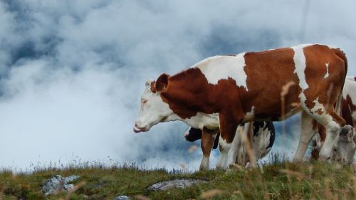 cow the language of the cattle