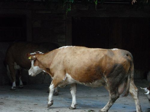 cow homeward bound farm