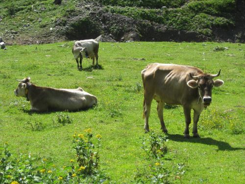 cow alps austria