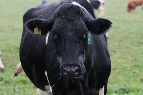 cow milk farm