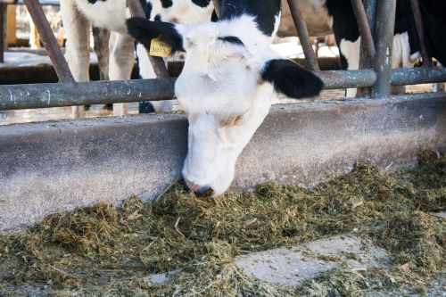 cow free stall dairy