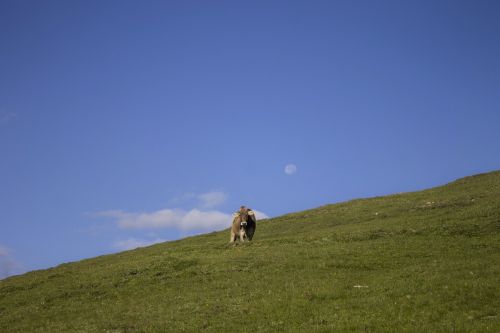 cow pasture meadow