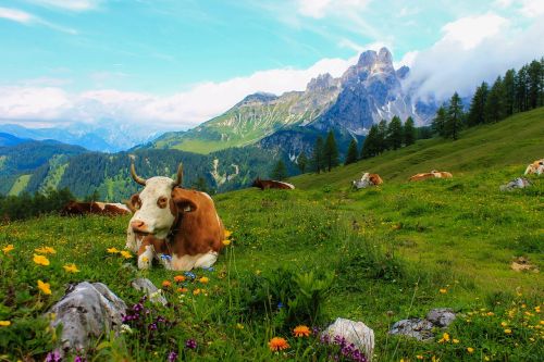 cow landscape mountains