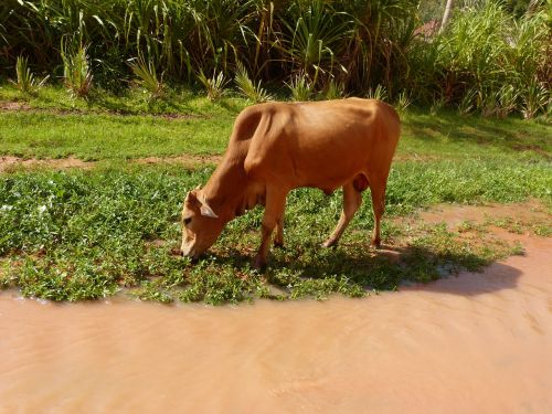 cow river browse