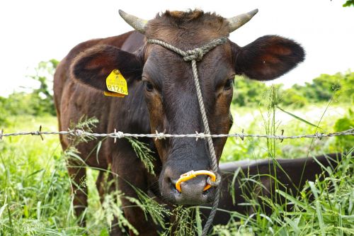 cow ranch face