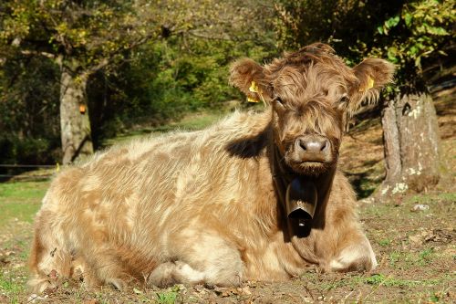 cow beef pasture