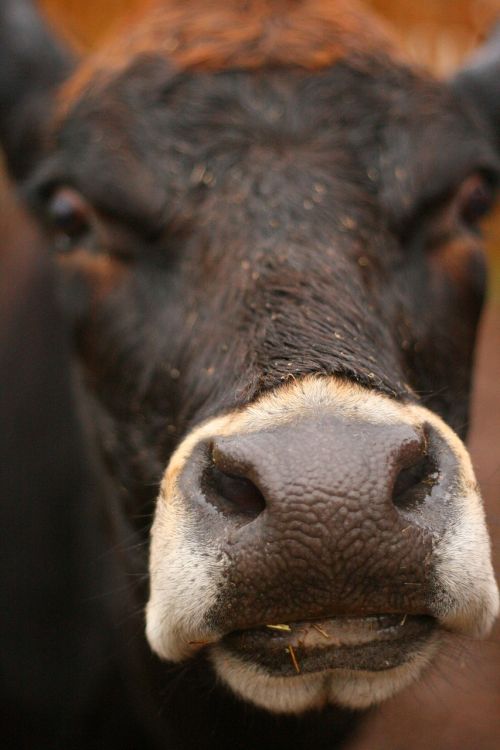 cow face farm