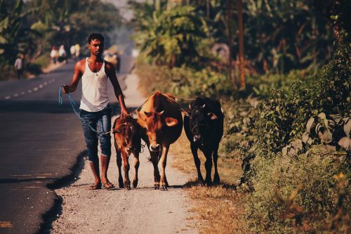 cow village rural