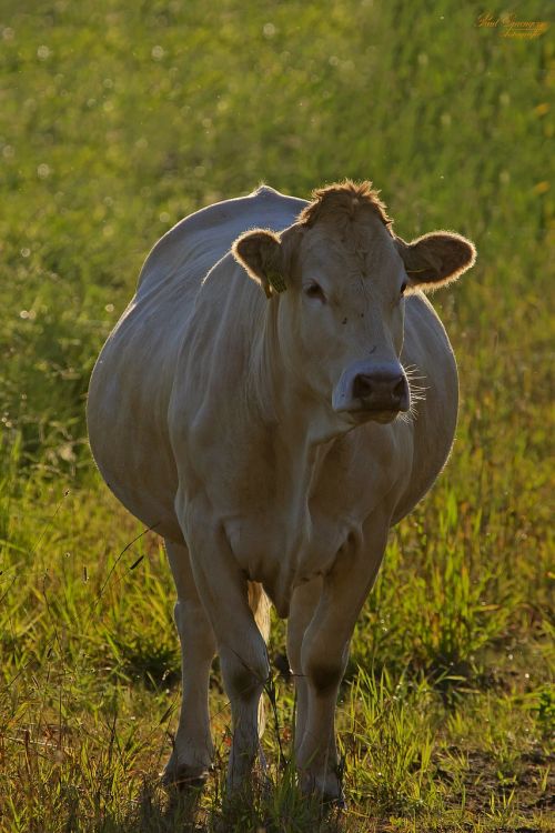 cow pasture evening