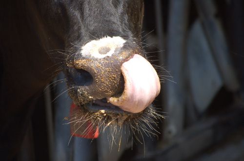 cow tongue eating
