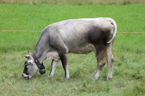 cow mountain pasture