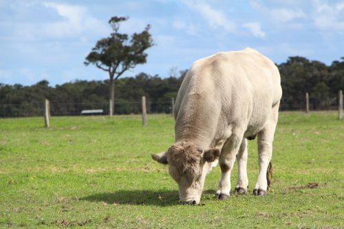 cow green paddock