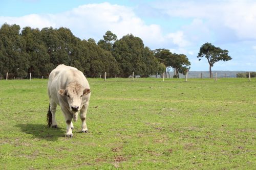 cow green paddock