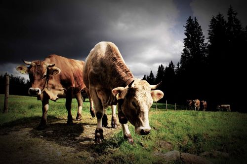 cow cows allgäu