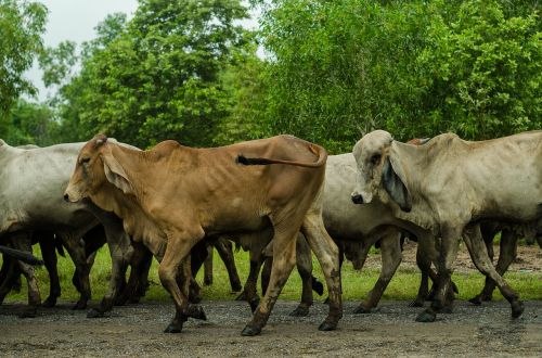 cow nature green