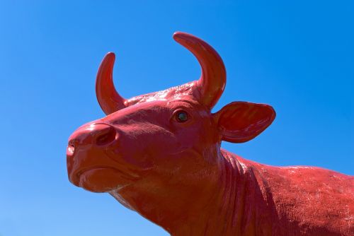 cow red animal