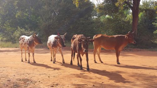 cow india asia