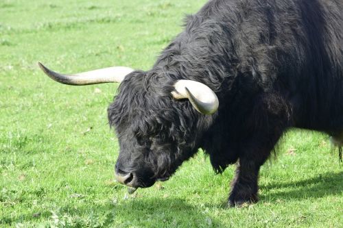 cow black cow horns