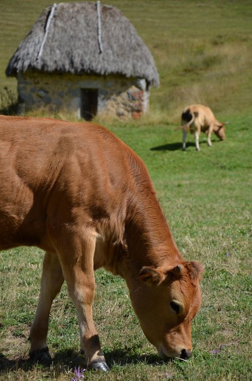 cow calf teito