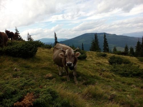 cow the carpathians summer