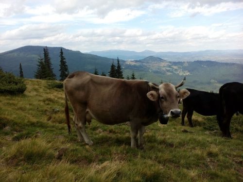 cow the carpathians summer