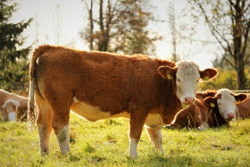 cow meadow cows