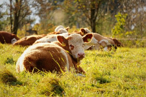 cow meadow cows