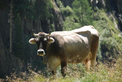 cow nature pasture