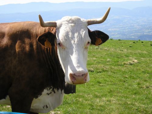 cow haute-savoie semnoz