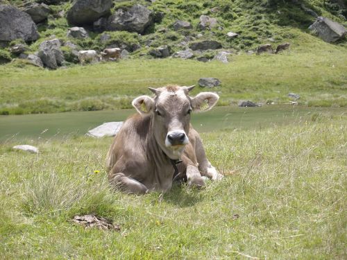 cow switzerland alpine