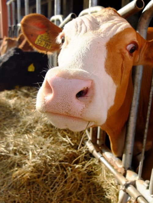 cow stall agriculture