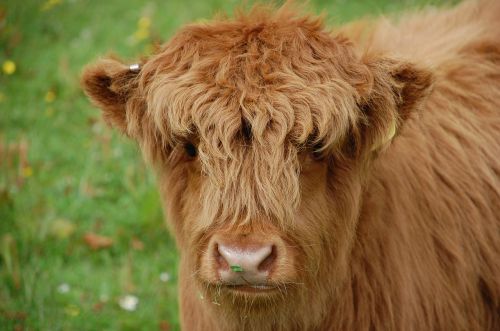cow calf highland