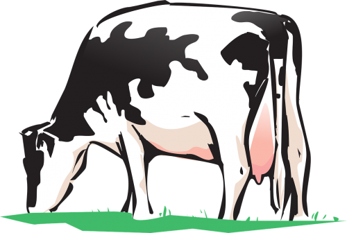 cow animal farm free vector graphics