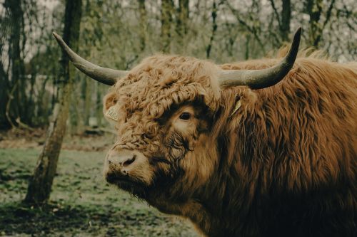 cow scot highlander