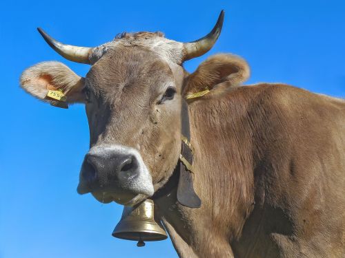 cow horns milk cow