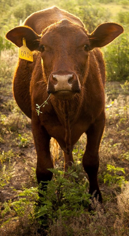 cow tag tagged