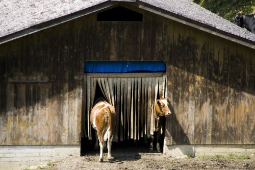 cow cows stall